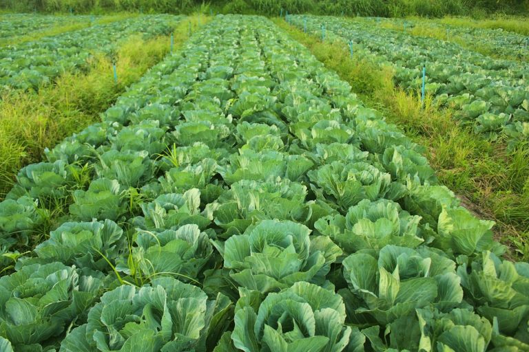 The Environmental Benefits of Eating Plant-Based
