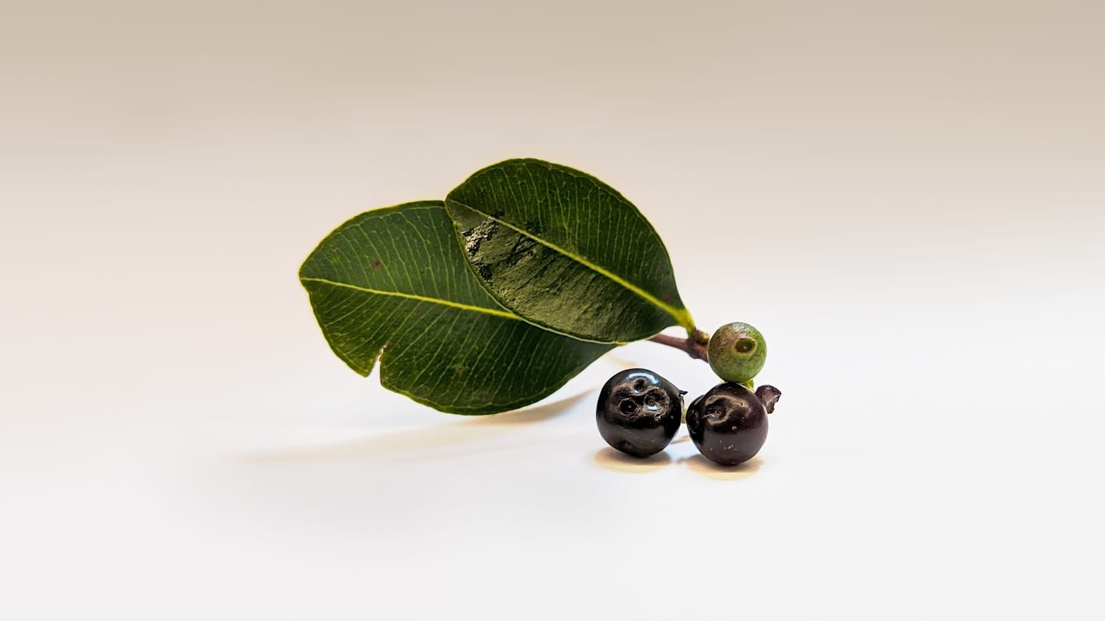 Close-up of acai berries
