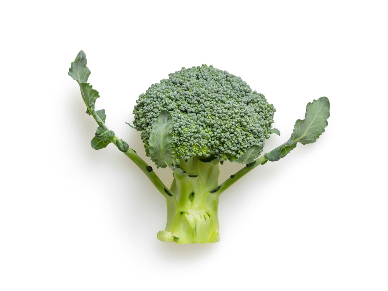 Fresh broccoli