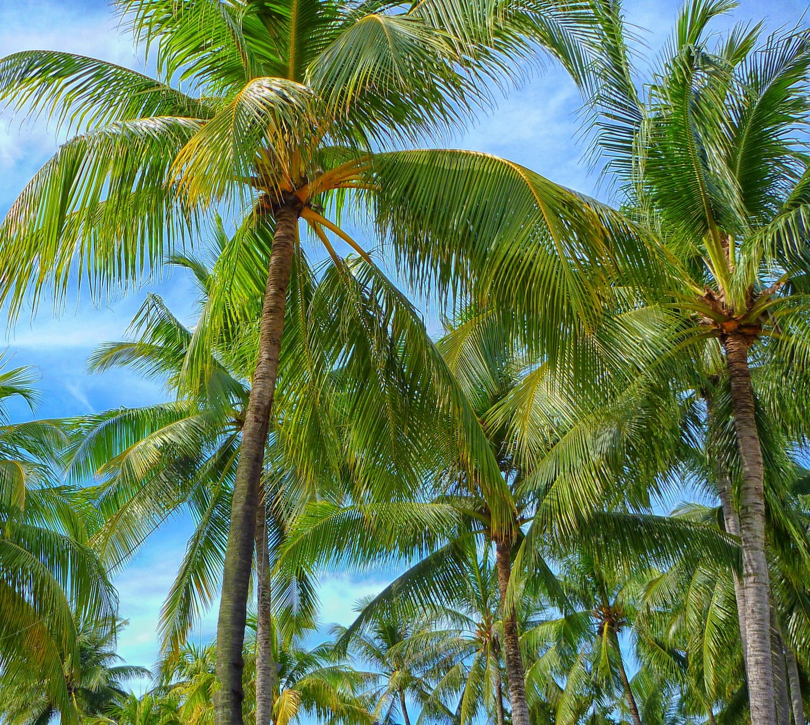 A tropical coconut palm