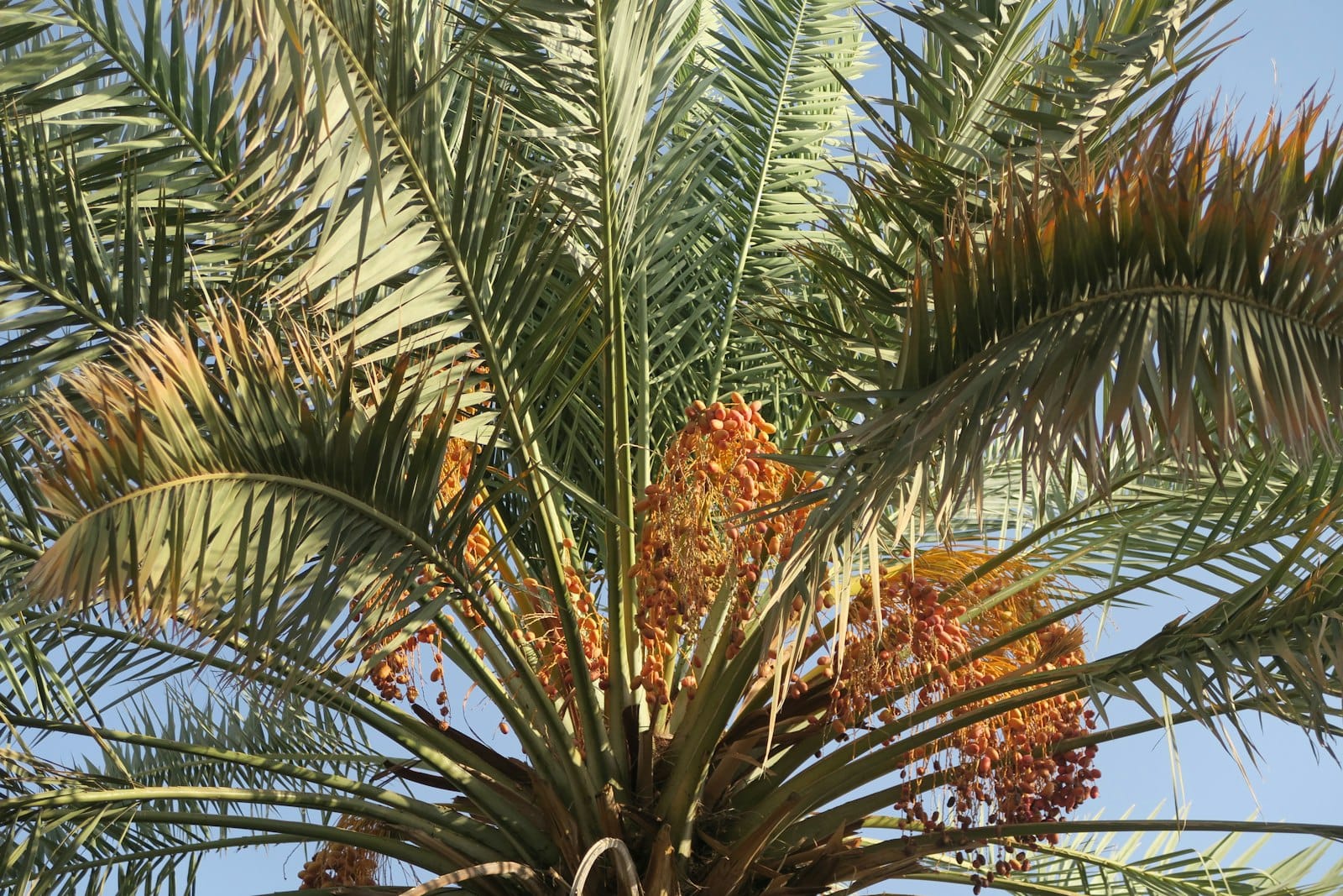 A date palm tree