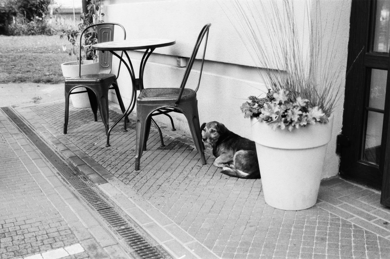 Dog-Friendly Cafés on the Gold Coast