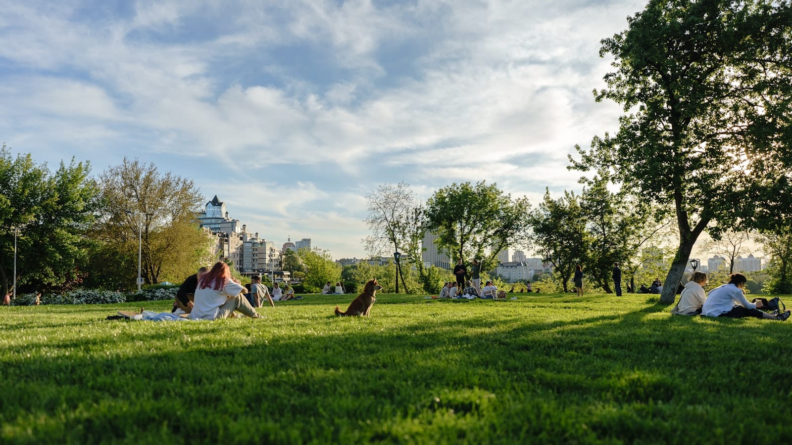 A dog park with green grass