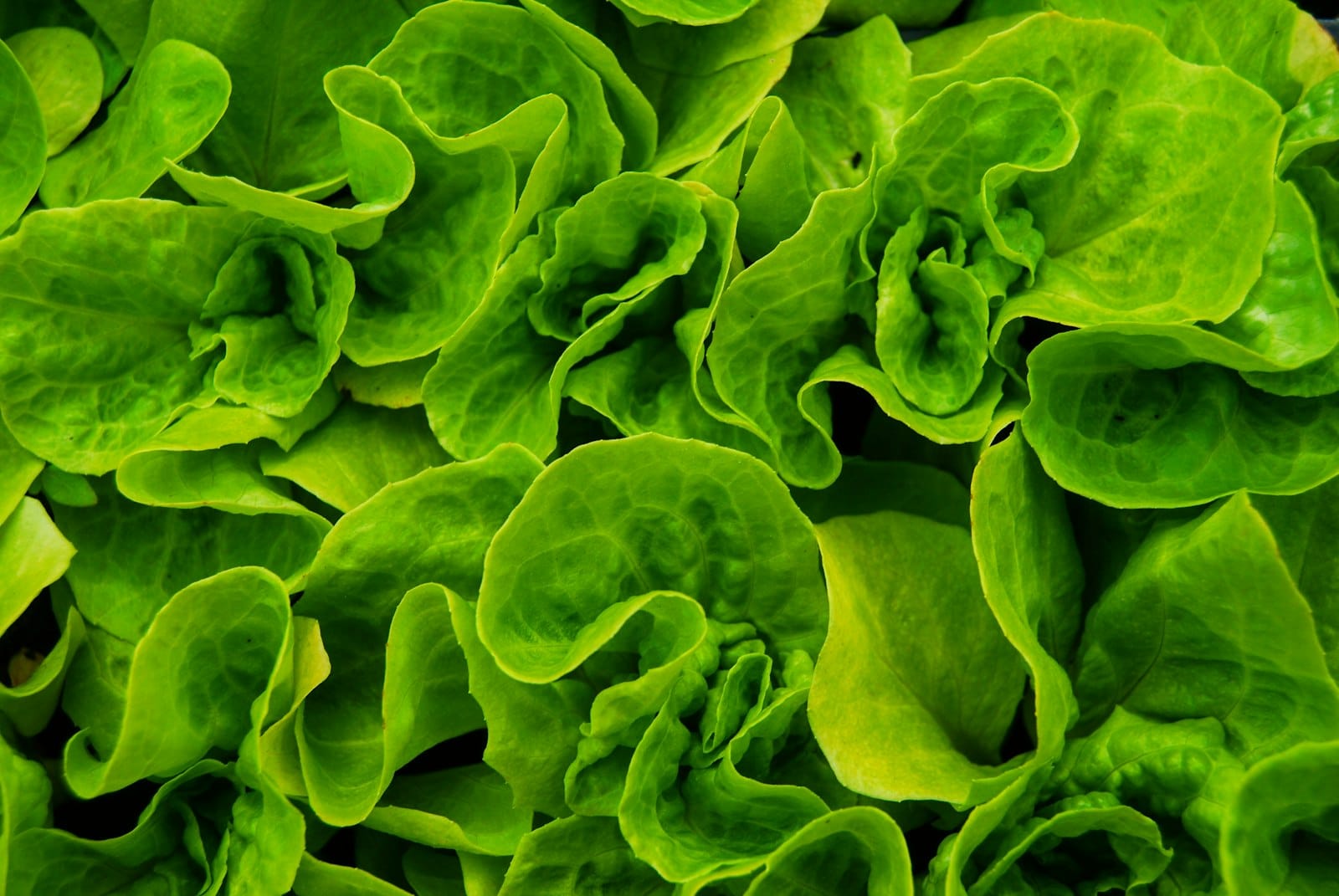 Fresh leafy greens