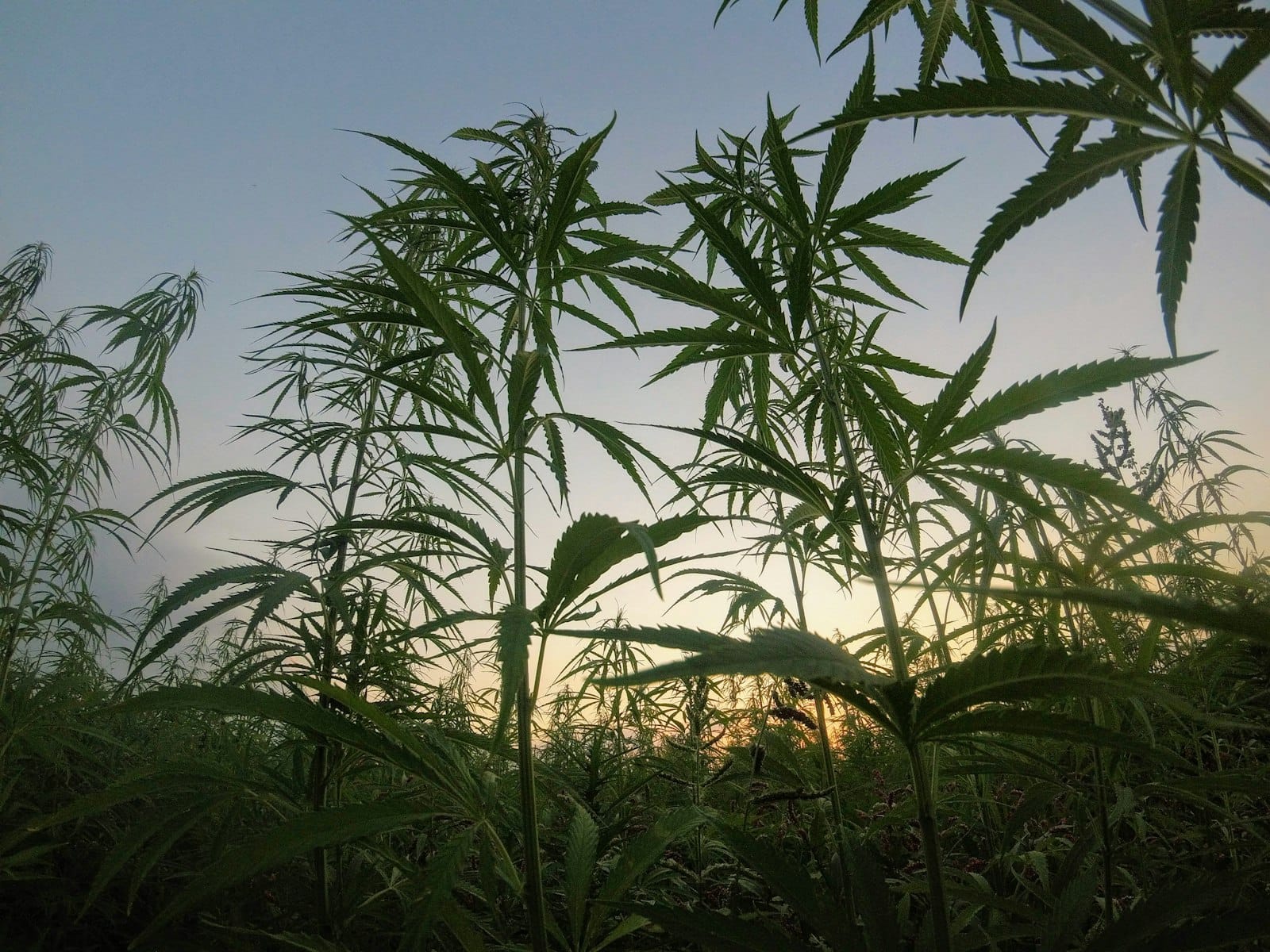 A hemp plant field