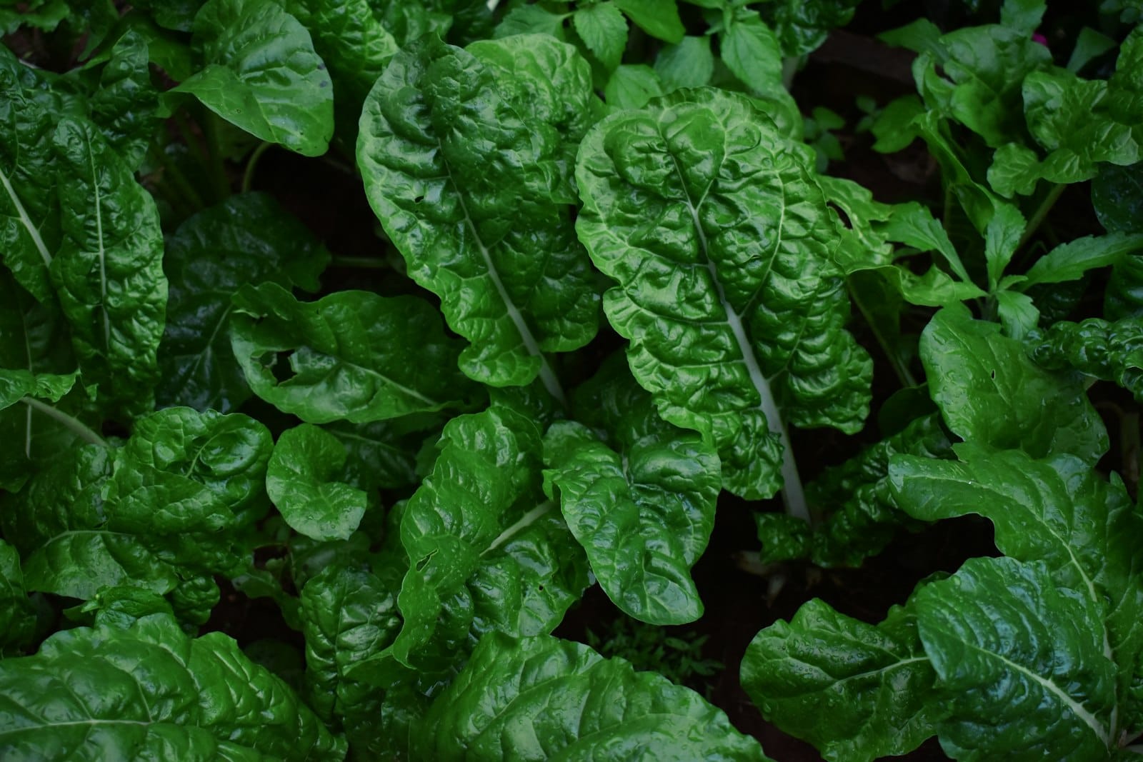 Fresh leafy greens