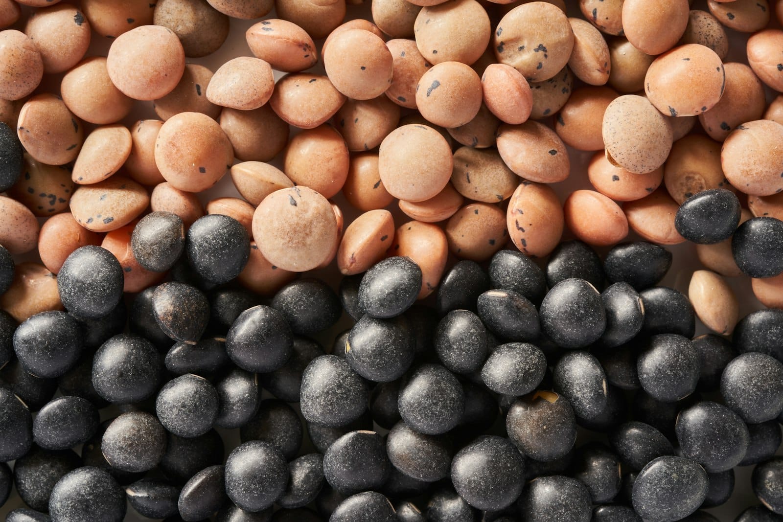 Different varieties of lentils