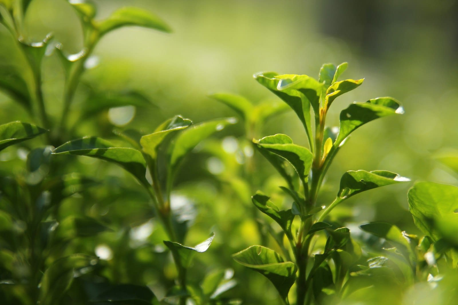 Green tea leaves on a plantation